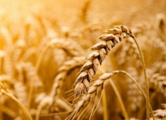 Sağlıklı yaşam arayışı, günümüzde yalnızca kilo kontrolüyle sınırlı kalmıyor; uzun vadeli sağlık, enerji dengesi ve yaşam kalitesi de bu arayışın önemli parçaları haline geliyor. Bu süreçte beslenme alışkanlıkları yeniden şekillenirken, tam tahıllı beslenme giderek daha fazla öne çıkan bir yaklaşım olarak dikkat çekiyor. Rafine edilmiş gıdaların yoğun tüketiminin yol açtığı sağlık sorunları, bireyleri daha doğal ve besleyici seçeneklere yönlendiriyor. Konulu bir haber görseli.