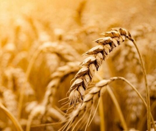 Tam Tahıllı Beslenme Sağlıklı Yaşamın Güçlü Destekçisi Oluyor Sağlıklı yaşam arayışı, günümüzde yalnızca kilo kontrolüyle sınırlı kalmıyor; uzun vadeli sağlık, enerji dengesi ve yaşam kalitesi de bu arayışın önemli parçaları haline geliyor. Bu süreçte beslenme alışkanlıkları yeniden şekillenirken, tam tahıllı beslenme giderek daha fazla öne çıkan bir yaklaşım olarak dikkat çekiyor. Rafine edilmiş gıdaların yoğun tüketiminin yol açtığı sağlık sorunları, bireyleri daha doğal ve besleyici seçeneklere yönlendiriyor. Konulu bir haber görseli.