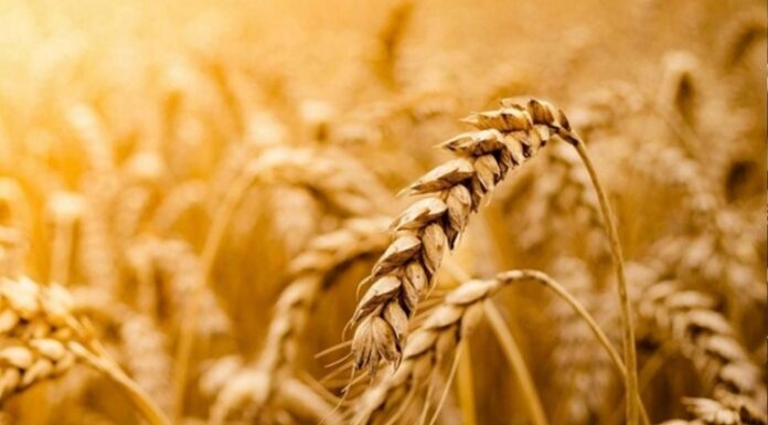 Tam Tahıllı Beslenme Sağlıklı Yaşamın Güçlü Destekçisi Oluyor Sağlıklı yaşam arayışı, günümüzde yalnızca kilo kontrolüyle sınırlı kalmıyor; uzun vadeli sağlık, enerji dengesi ve yaşam kalitesi de bu arayışın önemli parçaları haline geliyor. Bu süreçte beslenme alışkanlıkları yeniden şekillenirken, tam tahıllı beslenme giderek daha fazla öne çıkan bir yaklaşım olarak dikkat çekiyor. Rafine edilmiş gıdaların yoğun tüketiminin yol açtığı sağlık sorunları, bireyleri daha doğal ve besleyici seçeneklere yönlendiriyor. Konulu bir haber görseli.
