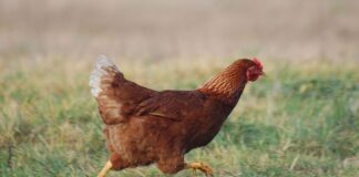 Tavuk eti, dünya genelinde en çok tüketilen hayvansal protein kaynaklarından biri olarak öne çıkıyor. Uygun fiyatlı olması, kolay bulunabilirliği ve farklı pişirme yöntemlerine uyum sağlaması sayesinde tavuk eti, hem ev mutfaklarının hem de gıda sektörünün vazgeçilmez ürünleri arasında yer alıyor. Son yıllarda artan sağlıklı yaşam bilinciyle birlikte tüketiciler, yağ oranı düşük ve protein değeri yüksek besinlere yönelirken tavuk eti bu beklentilere güçlü bir şekilde karşılık veriyor. Konulu bir haber görseli.