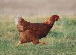 Tavuk eti, dünya genelinde en çok tüketilen hayvansal protein kaynaklarından biri olarak öne çıkıyor. Uygun fiyatlı olması, kolay bulunabilirliği ve farklı pişirme yöntemlerine uyum sağlaması sayesinde tavuk eti, hem ev mutfaklarının hem de gıda sektörünün vazgeçilmez ürünleri arasında yer alıyor. Son yıllarda artan sağlıklı yaşam bilinciyle birlikte tüketiciler, yağ oranı düşük ve protein değeri yüksek besinlere yönelirken tavuk eti bu beklentilere güçlü bir şekilde karşılık veriyor. Konulu bir haber görseli.