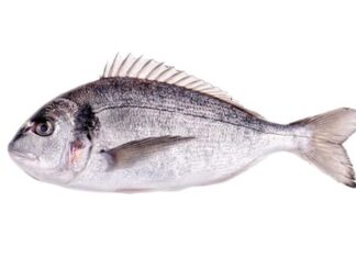 Türkiye’de su ürünleri sektörünün gözde türlerinden biri olan çipura, hem sofralardaki yeri hem de ihracattaki payıyla son yıllarda dikkat çekici bir yükseliş yaşıyor. Akdeniz mutfağının vazgeçilmez balıklarından biri olarak bilinen çipura, lezzeti, besin değeri ve yetiştiriciliğe uygun yapısıyla hem tüketicilerin hem de üreticilerin gözdesi haline gelmiş durumda. Uzmanlara göre artan sağlıklı beslenme bilinci ve sürdürülebilir balıkçılığa yönelik yatırımlar, çipuranın önümüzdeki yıllarda da popülerliğini artırarak devam ettirmesini sağlayacak. Konulu bir haber görseli.