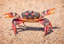 Deniz ürünleri dünyasında kendine özgü aroması ve besleyici yapısıyla öne çıkan yengeç, son yıllarda hem restoran menülerinde hem de ev mutfaklarında daha sık görülmeye başladı. Geleneksel mutfak kültüründe sınırlı bir yere sahip olan bu kabuklu deniz canlısı, küresel gastronomi trendlerinin etkisiyle Türkiye’de de yeniden keşfediliyor. Özellikle sağlıklı beslenmeye yönelik ilginin artması, yengeç tüketimini destekleyen önemli faktörler arasında yer alıyor. Konulu bir haber görseli.