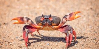 Deniz ürünleri dünyasında kendine özgü aroması ve besleyici yapısıyla öne çıkan yengeç, son yıllarda hem restoran menülerinde hem de ev mutfaklarında daha sık görülmeye başladı. Geleneksel mutfak kültüründe sınırlı bir yere sahip olan bu kabuklu deniz canlısı, küresel gastronomi trendlerinin etkisiyle Türkiye’de de yeniden keşfediliyor. Özellikle sağlıklı beslenmeye yönelik ilginin artması, yengeç tüketimini destekleyen önemli faktörler arasında yer alıyor. Konulu bir haber görseli.