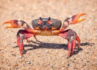 Deniz ürünleri dünyasında kendine özgü aroması ve besleyici yapısıyla öne çıkan yengeç, son yıllarda hem restoran menülerinde hem de ev mutfaklarında daha sık görülmeye başladı. Geleneksel mutfak kültüründe sınırlı bir yere sahip olan bu kabuklu deniz canlısı, küresel gastronomi trendlerinin etkisiyle Türkiye’de de yeniden keşfediliyor. Özellikle sağlıklı beslenmeye yönelik ilginin artması, yengeç tüketimini destekleyen önemli faktörler arasında yer alıyor. Konulu bir haber görseli.