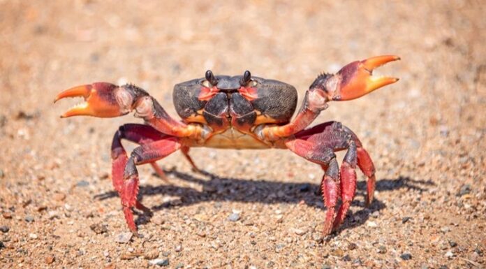Yengeç Sofralarda Yeniden Keşfedilen Deniz Lezzeti Deniz ürünleri dünyasında kendine özgü aroması ve besleyici yapısıyla öne çıkan yengeç, son yıllarda hem restoran menülerinde hem de ev mutfaklarında daha sık görülmeye başladı. Geleneksel mutfak kültüründe sınırlı bir yere sahip olan bu kabuklu deniz canlısı, küresel gastronomi trendlerinin etkisiyle Türkiye’de de yeniden keşfediliyor. Özellikle sağlıklı beslenmeye yönelik ilginin artması, yengeç tüketimini destekleyen önemli faktörler arasında yer alıyor. Konulu bir haber görseli.