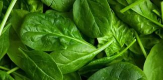 Günümüzde beslenme alışkanlıklarının yeniden şekillenmesiyle birlikte sofralarda daha doğal ve taze ürünlere yer açılıyor. Bu dönüşümün en önemli unsurlarından biri olan yeşil yapraklı sebzeler, hem geleneksel mutfağın vazgeçilmezleri arasında yer alıyor hem de modern beslenme anlayışının temel taşlarından biri olarak görülüyor. Pazarlarda, manavlarda ve market raflarında her mevsim farklı çeşitleriyle karşımıza çıkan bu sebzeler, günlük beslenme düzeninde giderek daha fazla tercih ediliyor. Konulu bir haber görseli.